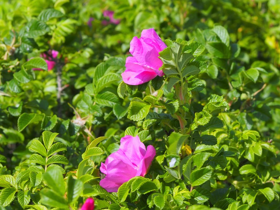 Шиповник цветет куст