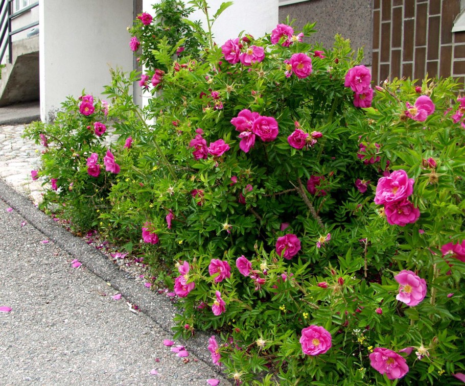 Роза ругоза Ханса