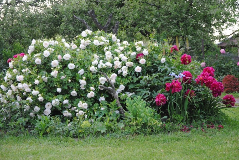 Шиповник ритаусма