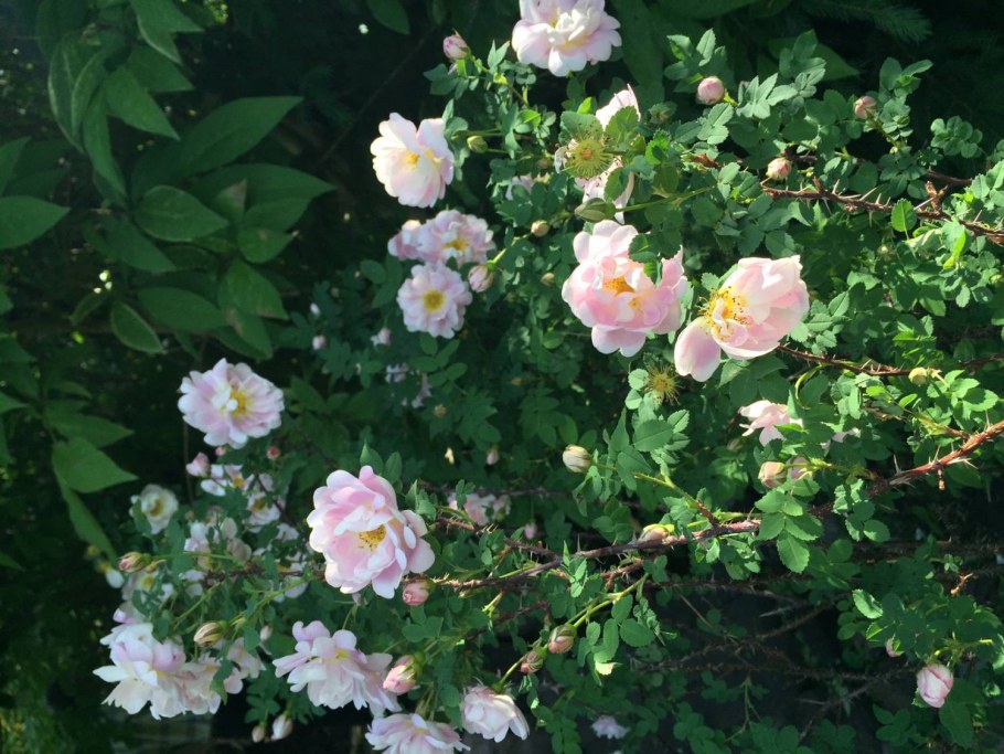 Роза морщинистая 'Alba'