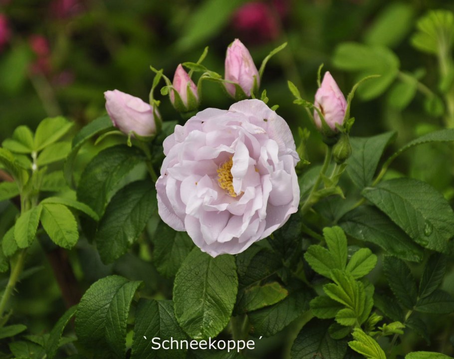 Роза ругоза Snow pavement