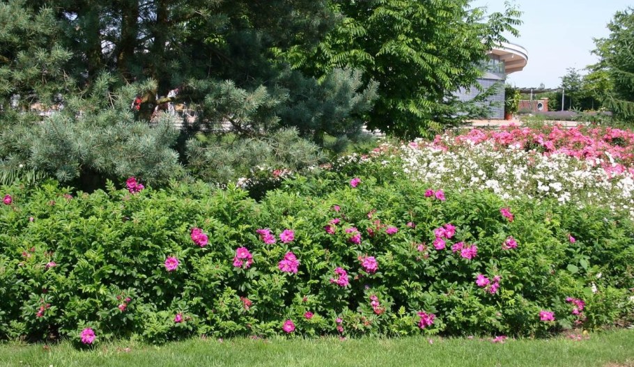 Роза ругоза шиповник изгородь