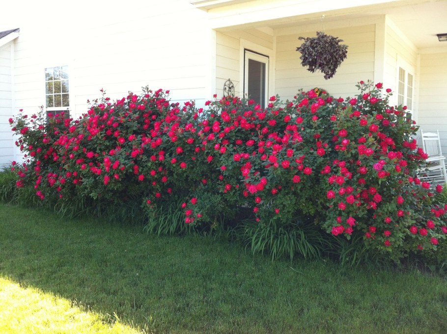 Роза морщинистая Робуста