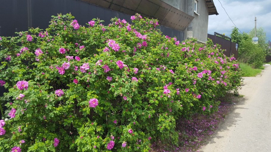 Роза ругоза изгородь