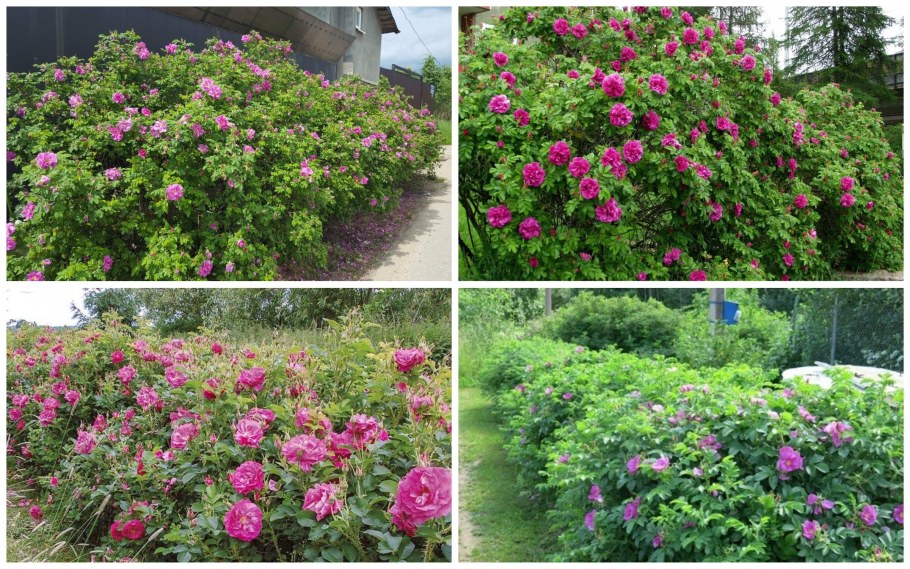 Роза ругоза махровая