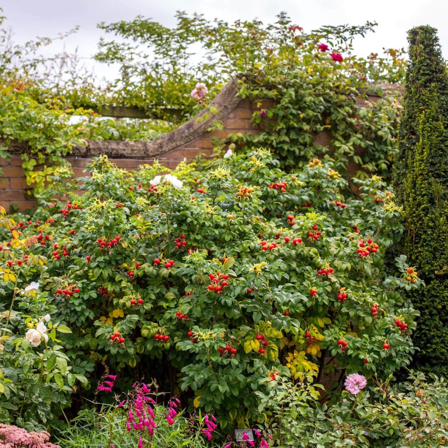 Шиповник Альба