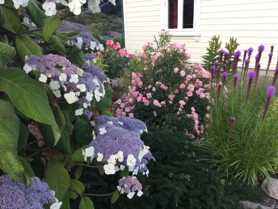 Флокс метельчатый гортензия