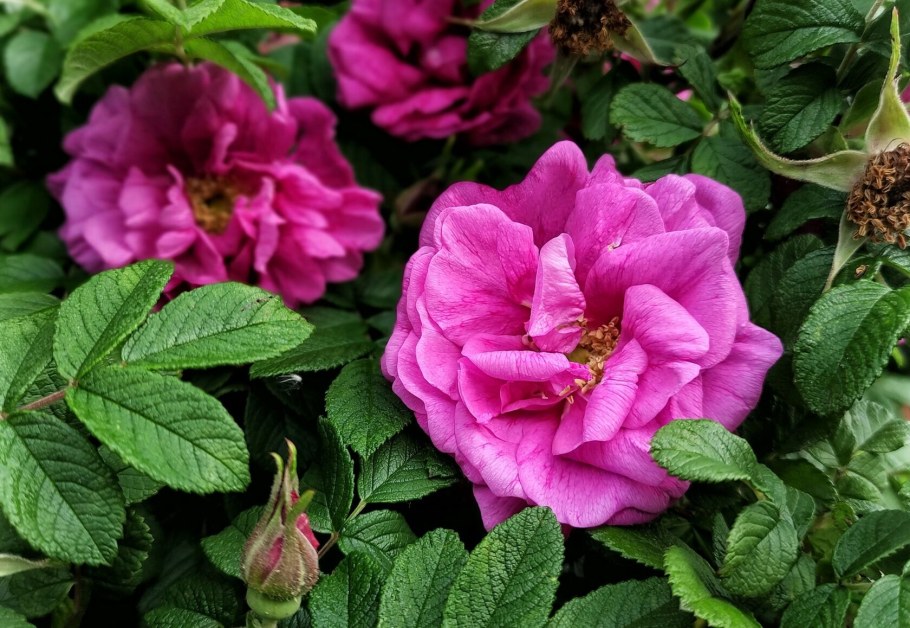 Роза ругоза махровая