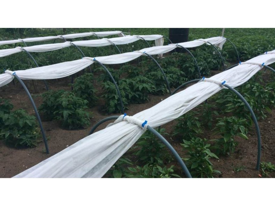 Парники из дуг с укрывным материалом