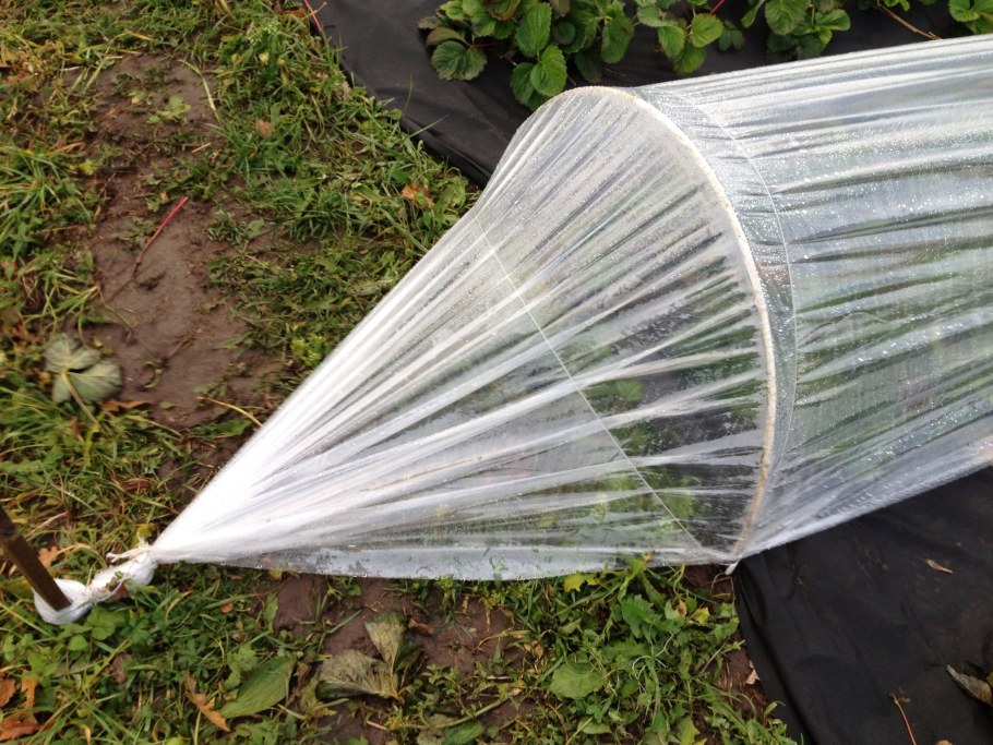 Парник из дуг и пленки