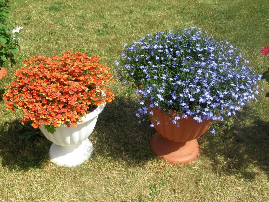 Лобелия ампельная