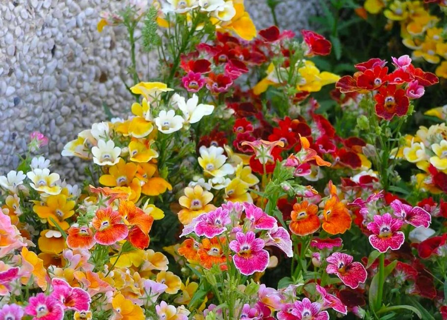 Немезия зобовидная