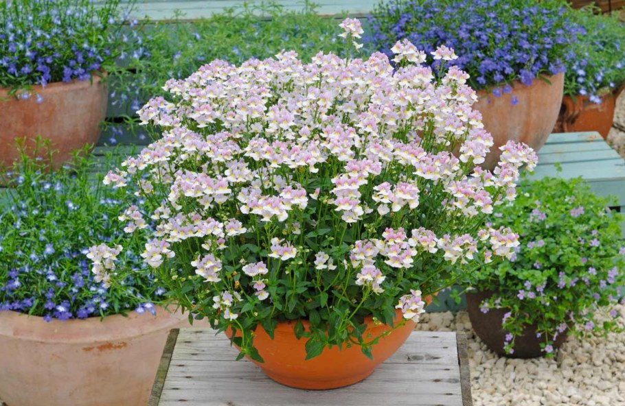 Немофила и немезия