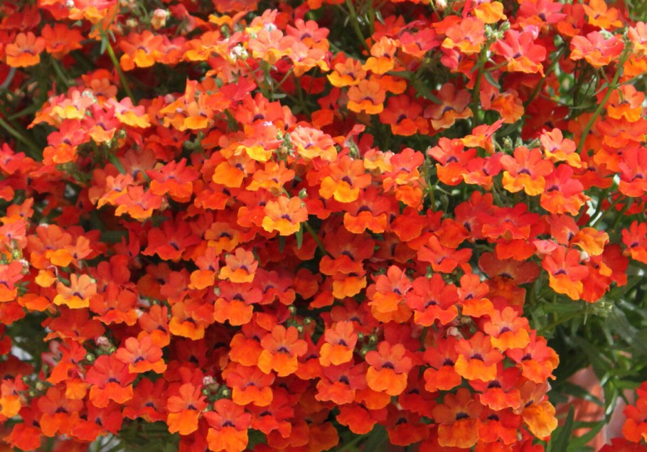 Немезия карнавал