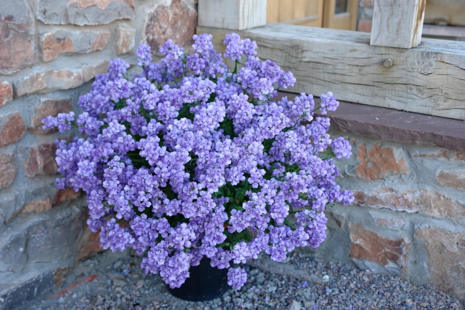 Немезия ампельная