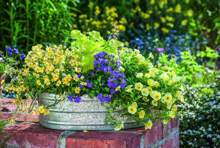 Немезия на клумбе