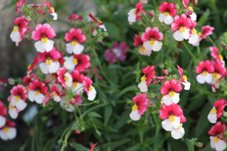 Немезия Nesia Burgundy