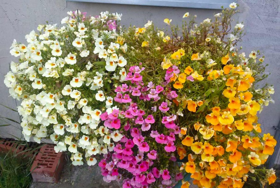 Немезия цветок