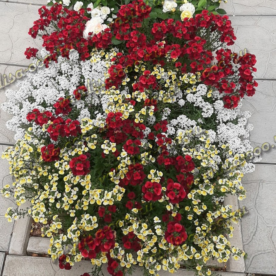 Немезия Фокстрот