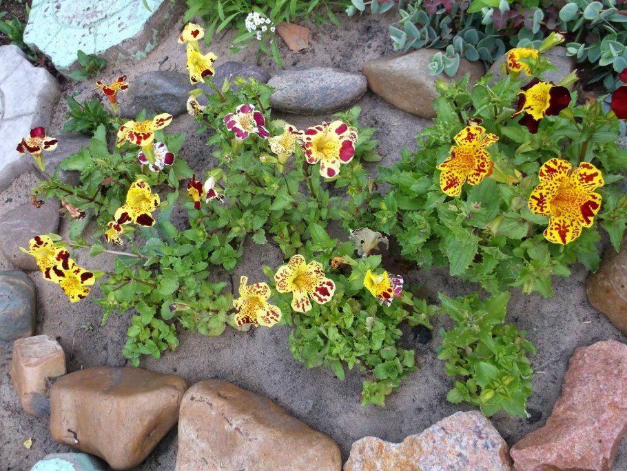 Мимулюс Мэджик оранж