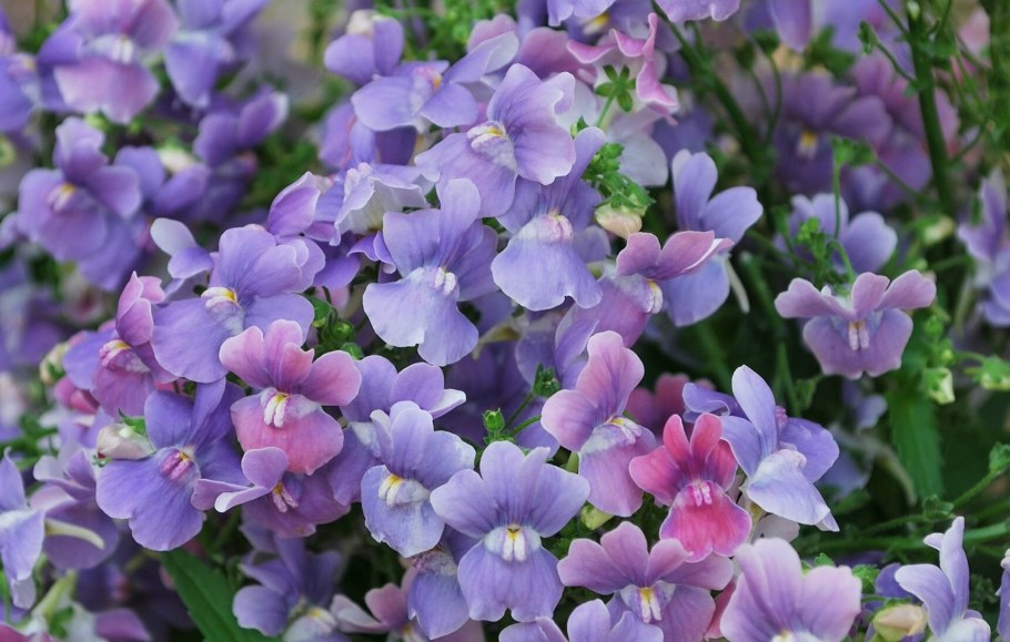 Немезия зобовидная