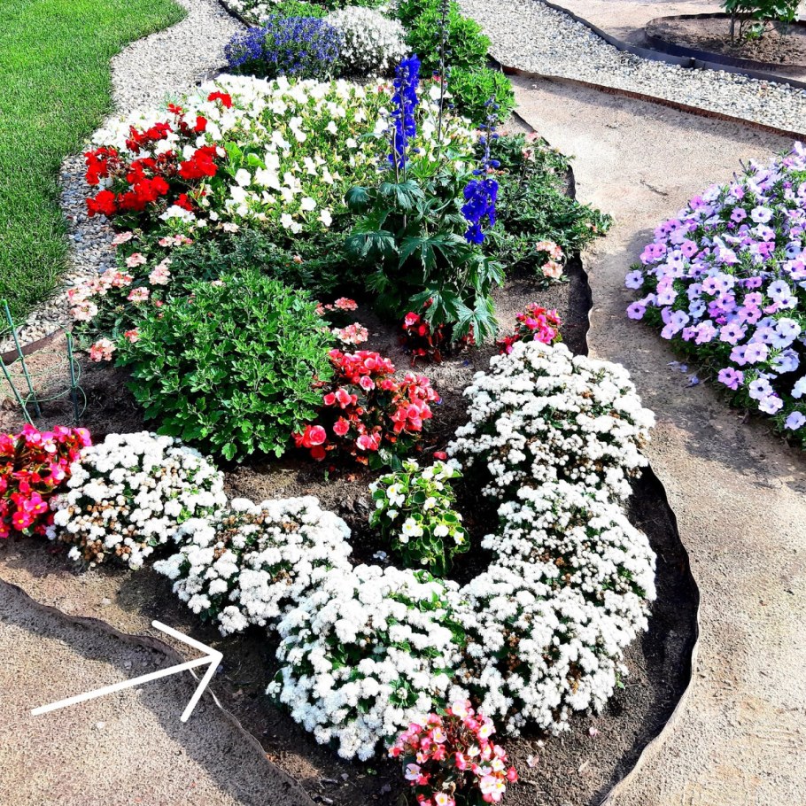 Алиссум и немезия