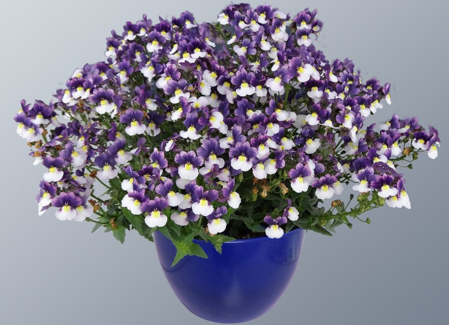 Немезия ампельная вегетативная