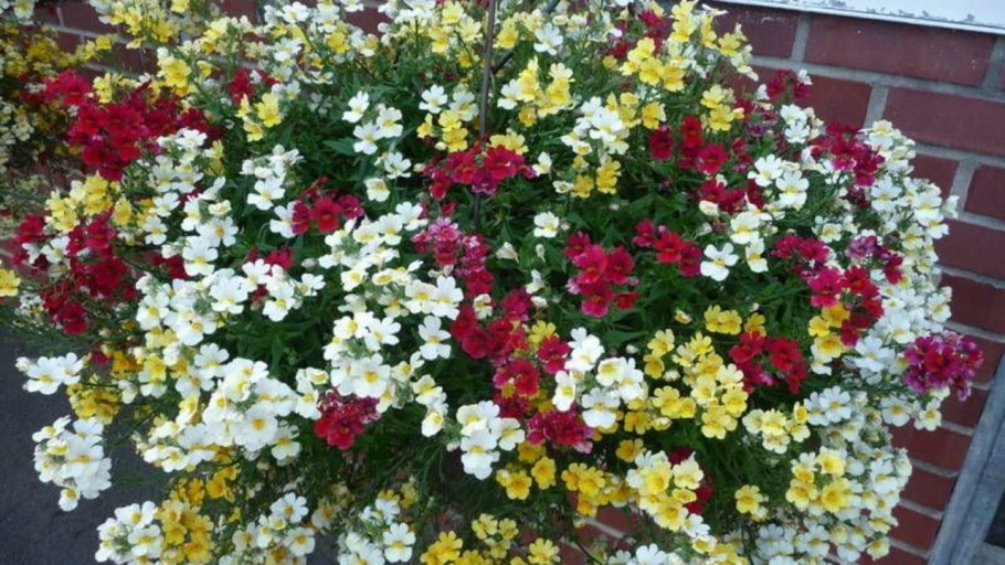 Немезия ампельная