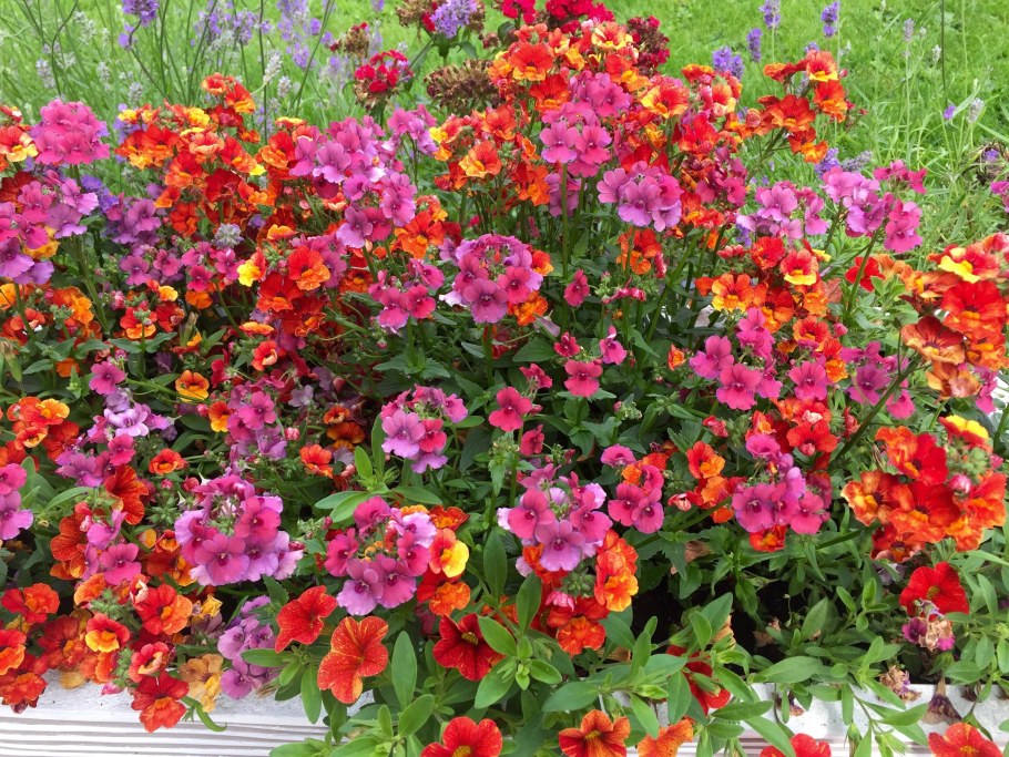 Немезия на клумбе