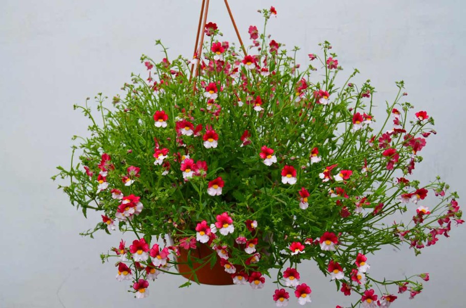 Немезия ампельная семена