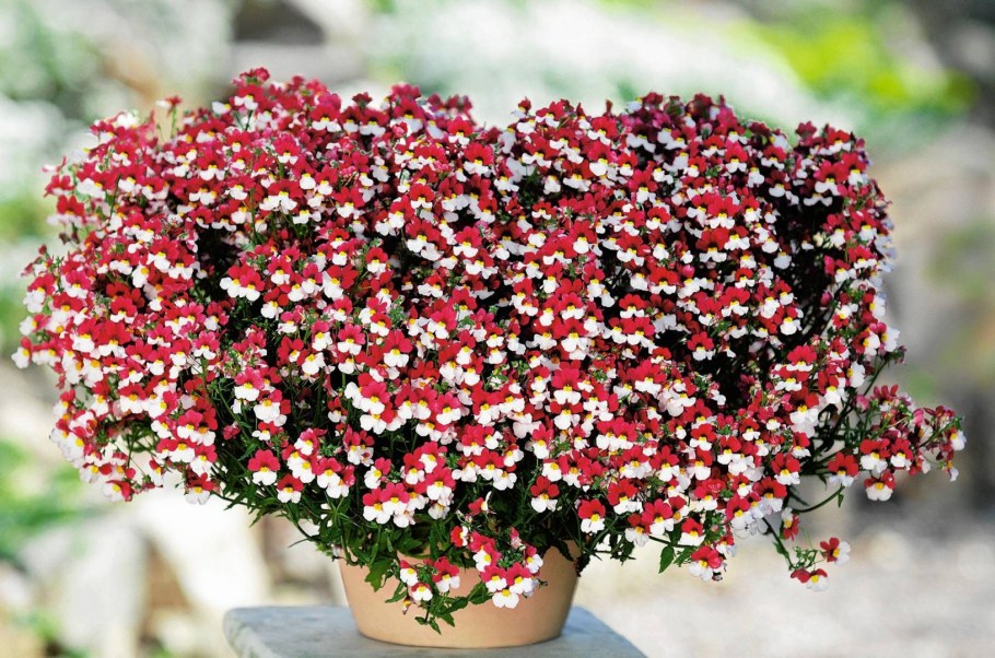 Немезия Sunsatia