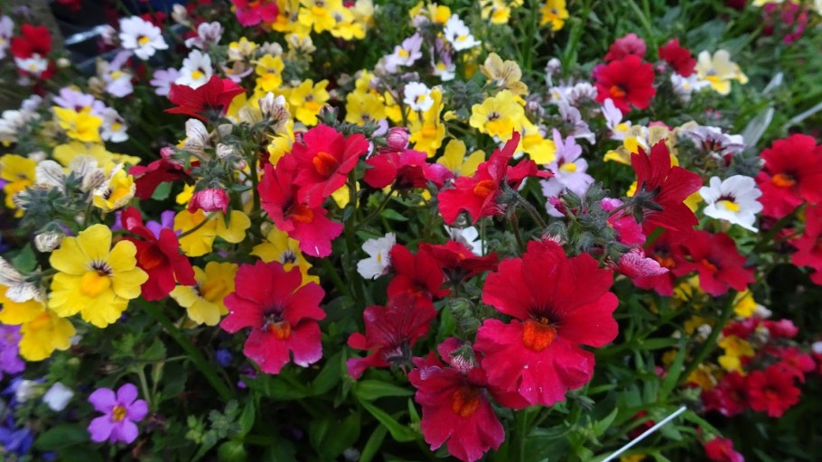 Немезия Святой Георг