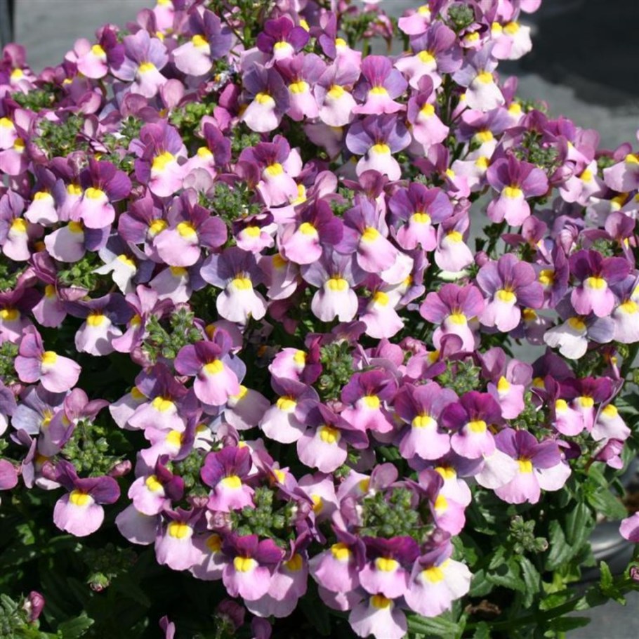 Немезия вегетативная