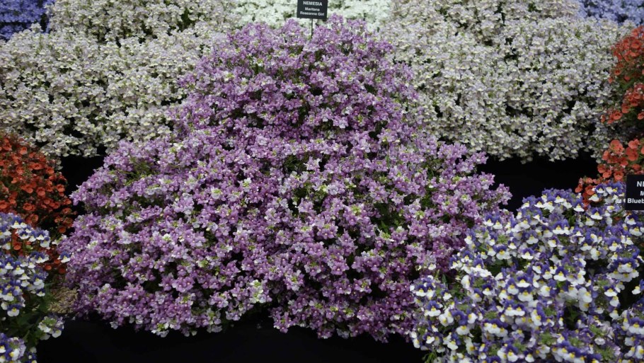 Немезия Макарена