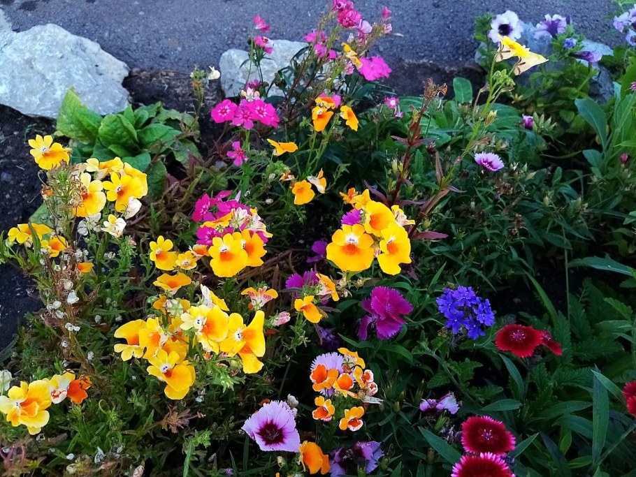 Немезия Триумф смесь