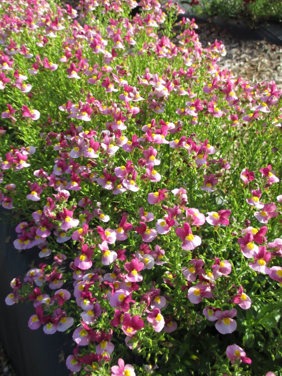 Немезия Макарена