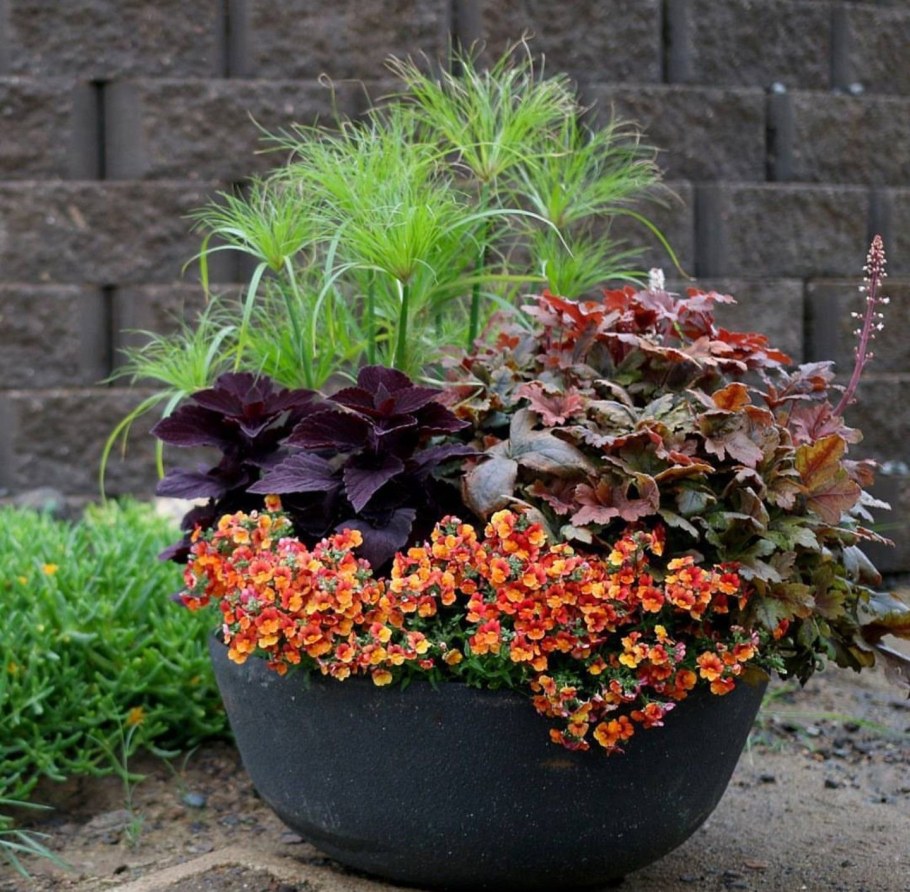 Немезия Файер Кинг