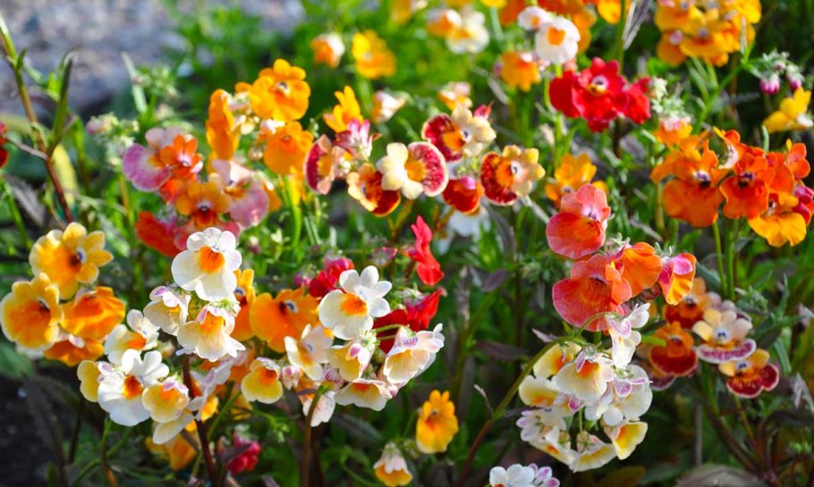 Немезия карнавал смесь