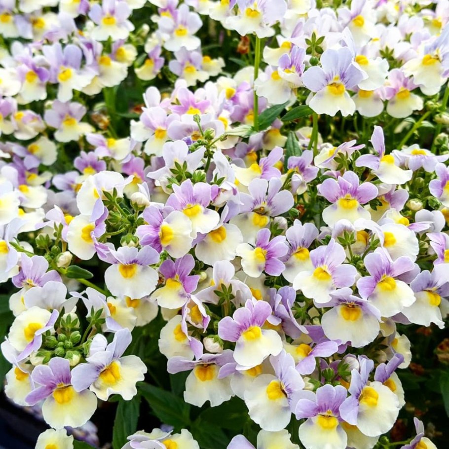 Немезия зобовидная