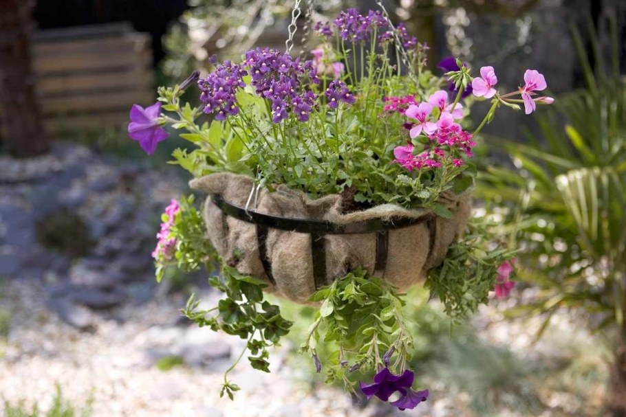 Немезия Sunsatia