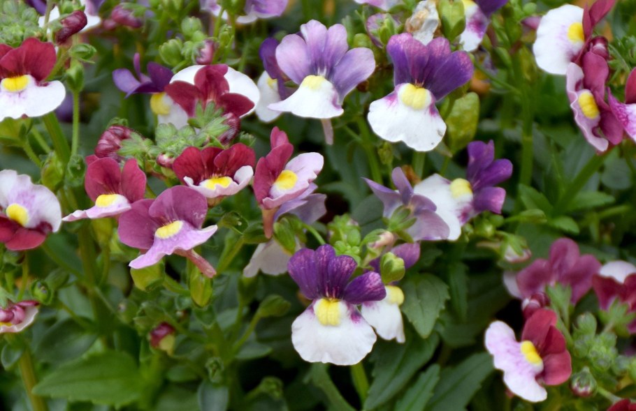 Немезия ампельная