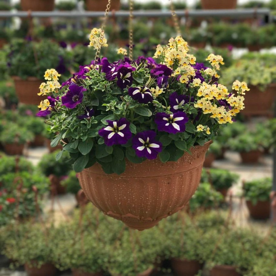 Немезия в саду