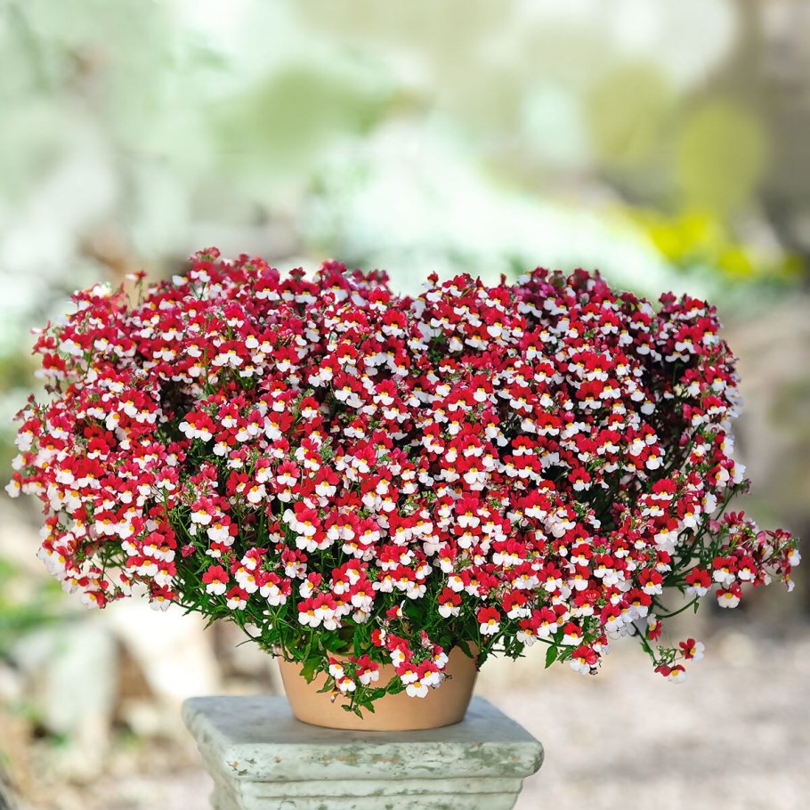 Немезия ампельная вегетативная