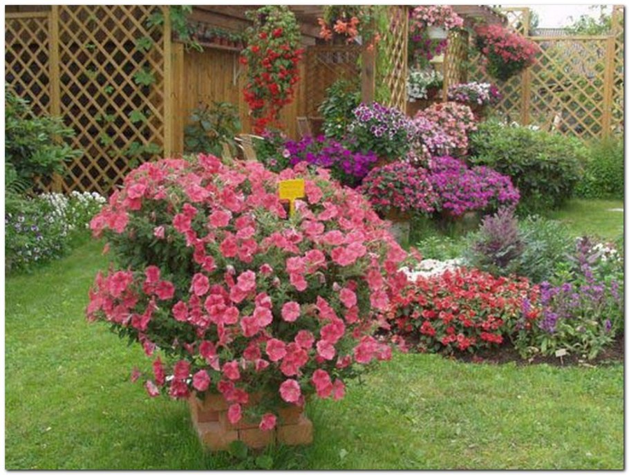 Петуния ампельная Рамблин Salmon Capri