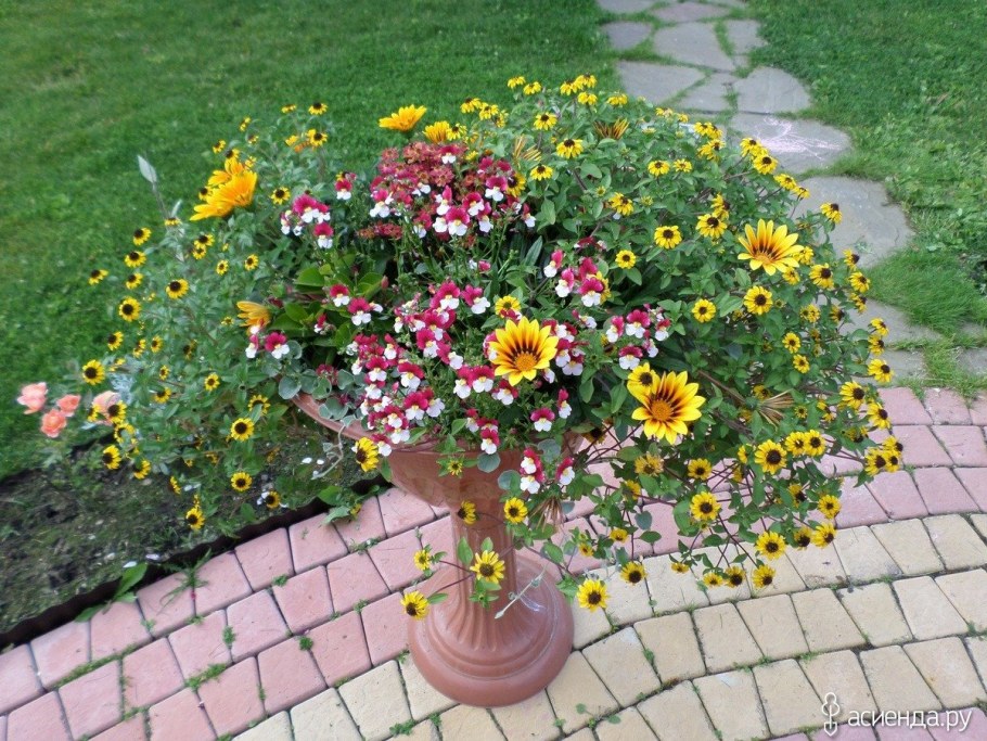 Санвиталия золотой куст