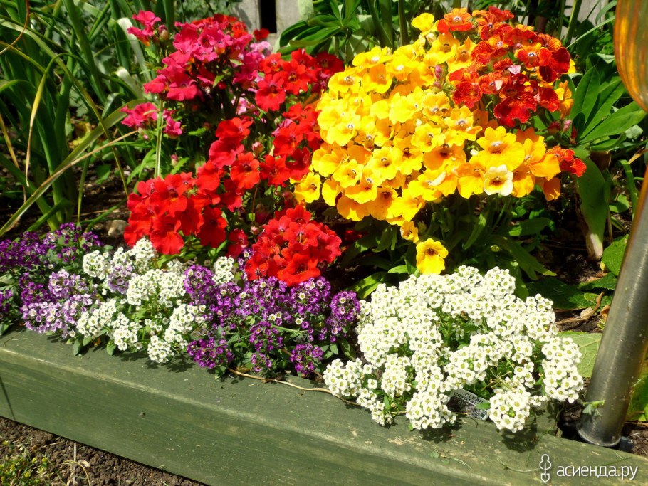 Немезия Sunsatia