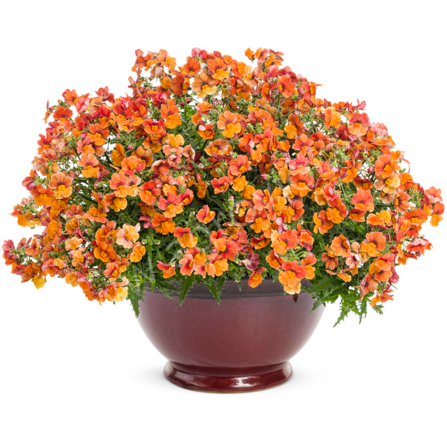 Немезия ампельная