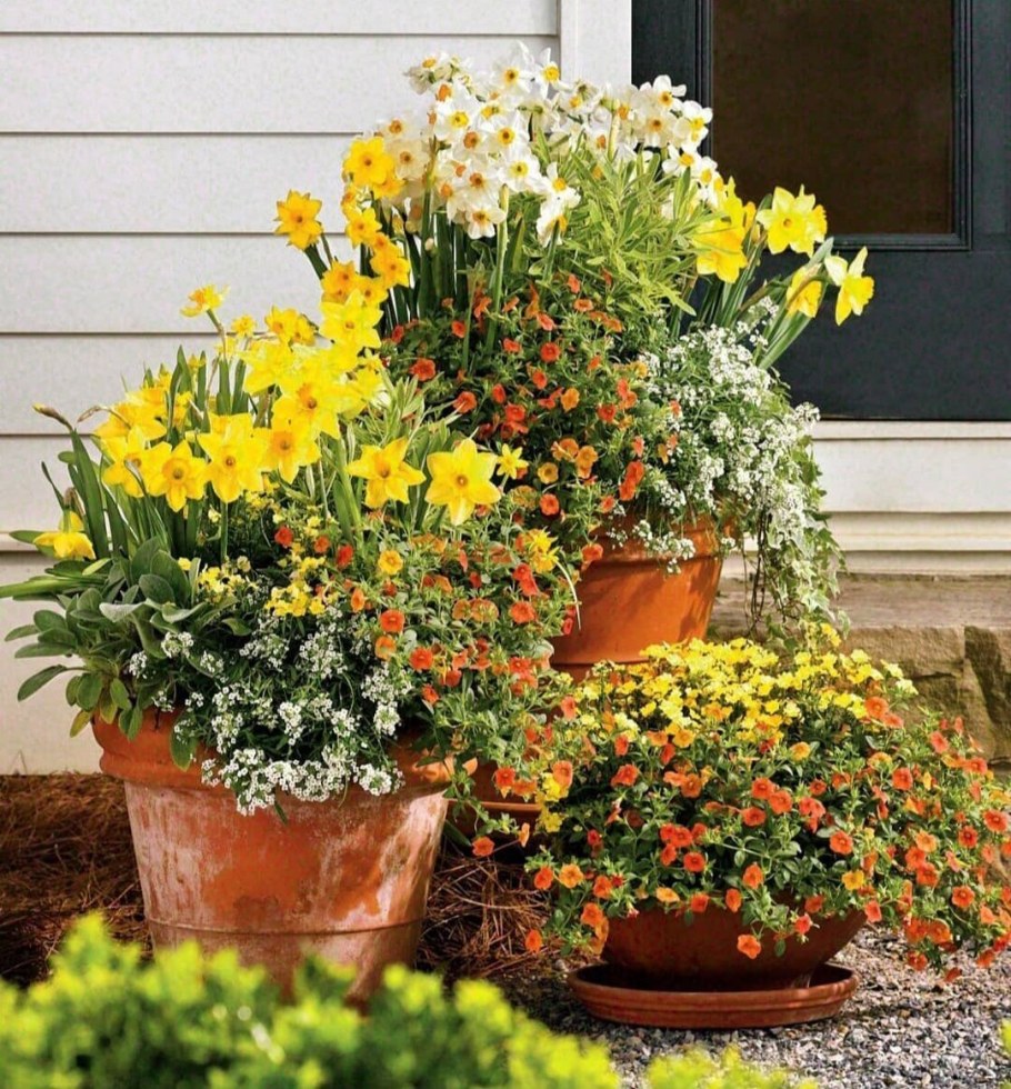 Немезия в горшке