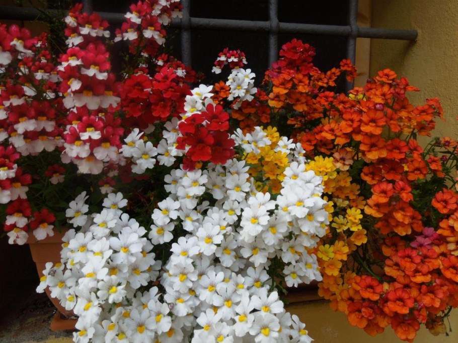 Немезия зобовидная