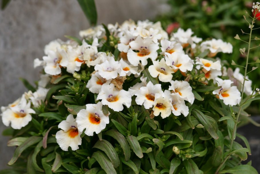 Немезия вегетативная